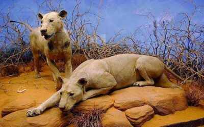 Os leões de Tsavo: Sombra e Escuridão