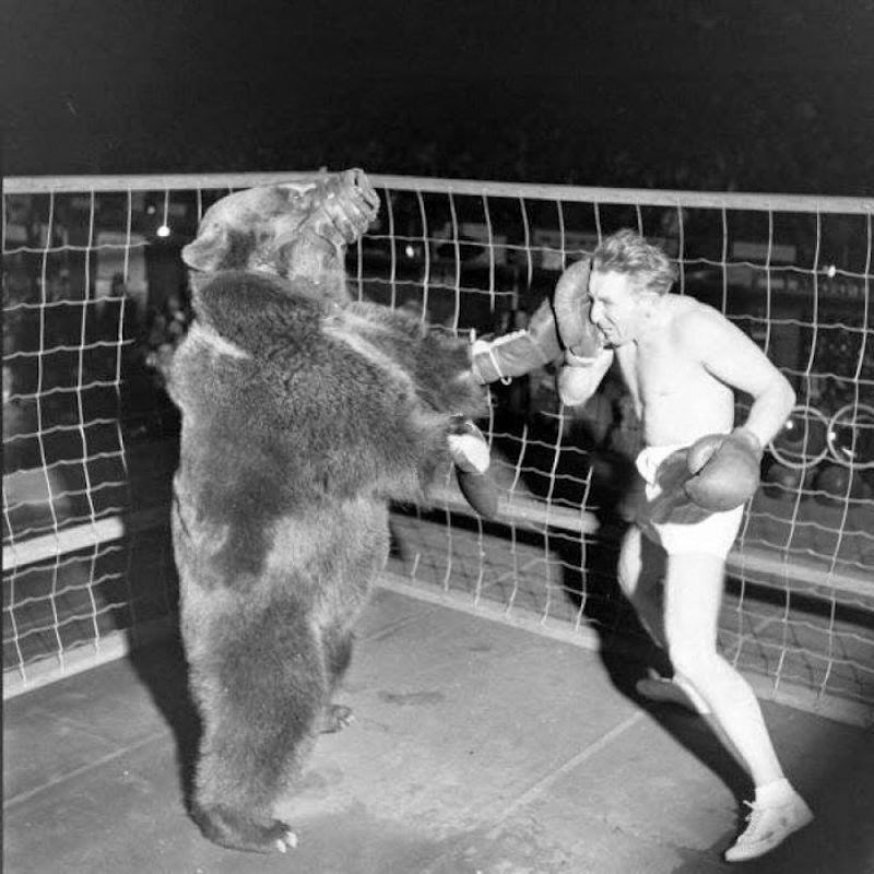 Luta de boxe - Gus Waldorf versus urso em 1949