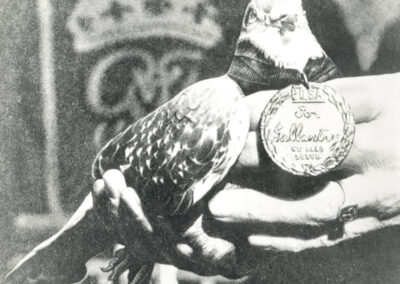 Foto da condecoração do Pombo GI Joe (março de 1943 – junho de 1961).