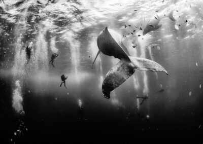 Sussurro da Baleia: imagem vencedora do concurso National Geographic